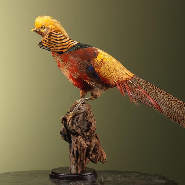 Goudfazant Taxidermie Opgezette Dieren By Max, Verzamelen, Dierenverzamelingen, Opgezet dier, Nieuw, Vogel, Ophalen of Verzenden