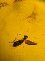 Insekt - Barnsteen - Burmit 10 Stück 8.97 gr - 2.1 cm - 2 cm, Verzamelen