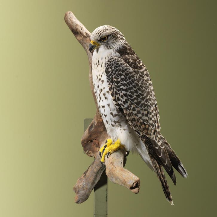 Hybride Valk Taxidermie Opgezette Dieren By Max, Verzamelen, Dierenverzamelingen, Opgezet dier, Nieuw, Vogel, Ophalen of Verzenden