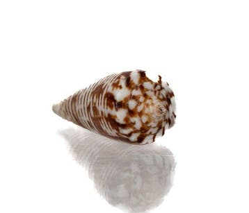 Exquis verzamelobject: Conus scalptus (39 mm) –