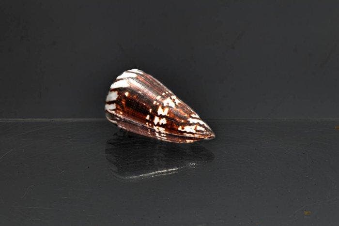 Zonder minimumprijs ***Sammlerschnecke*** dark pattern, Antiek en Kunst, Curiosa en Brocante