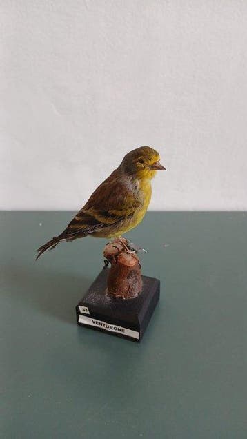 Venturone Support de corps entier pour taxidermie -, Nieuw