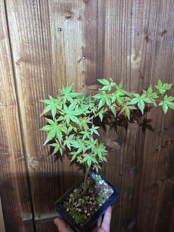 Japanese maple bonsai (Acer palmatum) - Hoogte (boom): 35 cm
