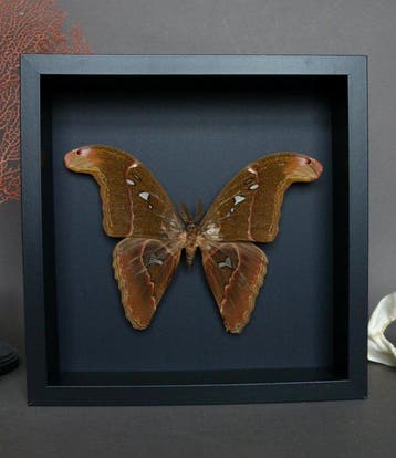 Vlinder Taxidermie volledige montage - Attacus Caesar - 25