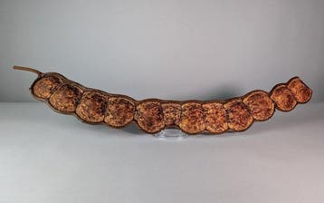 Reusachtige apenladder zaadpeul (Entada gigas) Taxidermie, Nieuw