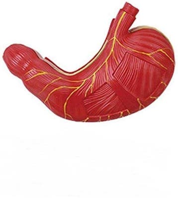 Anatomisch model maag ST-ATM 77, Verzenden