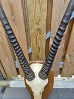 Hoorns met complete schedel van spiesbok Taxidermie