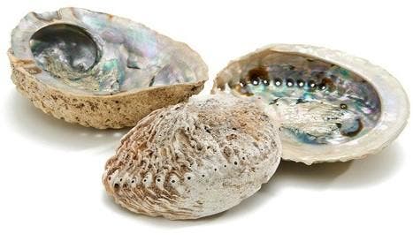 Abalone schelp extra groot formaat 14 cm per stuk, Hobby en Vrije tijd, Knutselen, Nieuw