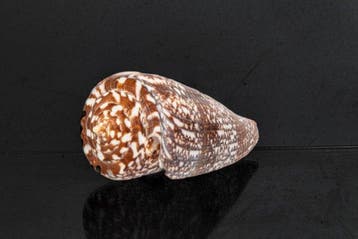 Escargot de mer GEM  Squelette - Conus amadis - der, Nieuw