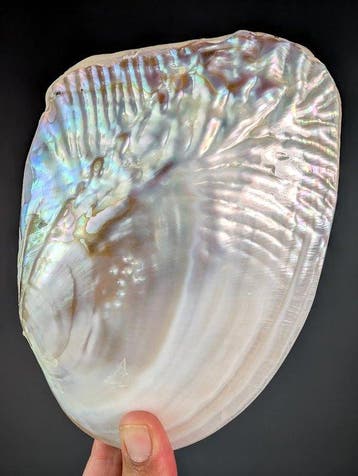 moule nacrée Coquillage marin - Unionidae sp. ( freshwater, Collections