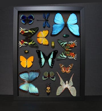 Papillon Support de corps entier pour taxidermie - Morpho