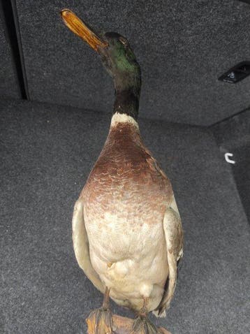 canard colvert mâle Support de corps entier pour taxidermie, Nieuw