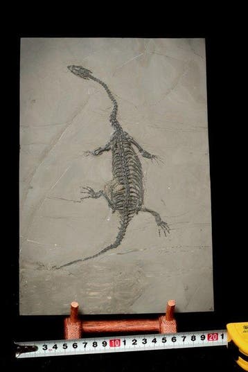 Fossiel - Fossiele matrix - Keichousaurus sp. - 29 cm - 20