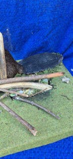 Bever Taxidermie wandmontage - Castor fiber - trophée dune