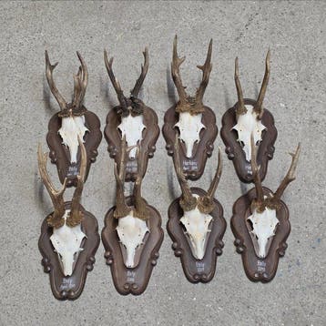 Chevreuil Crâne avec bois de cerf - Capreolus capreolus - 30
