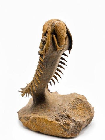 Trilobiet - Gefossiliseerd dier - Crotalocephalus gibbus &