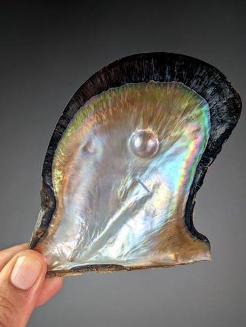 Huître ailée du pingouin avec perle Coquillage marin -, Collections