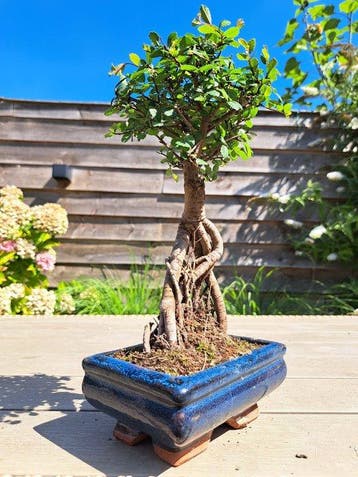 Bonsaï Orme de Chine (Ulmus parviflora) - Hauteur (arbre) :