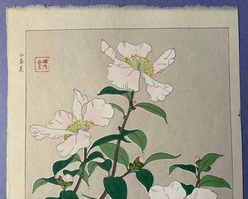 Sazanka(Camellia)  Sazanka - Kawarazaki Shodo