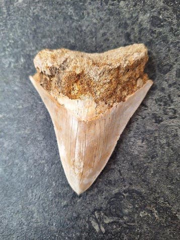 Megalodon - Fossiele tand - 10.4 cm - 8 cm