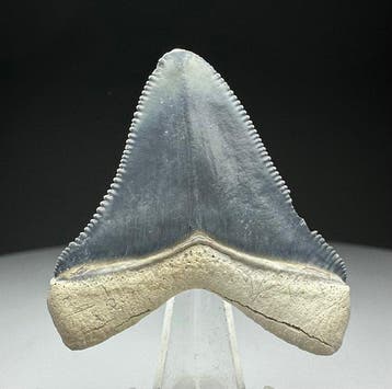 Mégalodon - Dent fossile - 4 cm - 3.7 cm