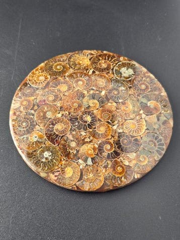 Ammoniet - Gefossiliseerd dier - Aioloceras (Cleoniceras)