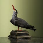 Incastern Taxidermie Opgezette Dieren By Max, Ophalen of Verzenden, Opgezet dier