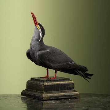 Incastern Taxidermie Opgezette Dieren By Max, Ophalen of Verzenden, Nieuw, Vogel, Opgezet dier
