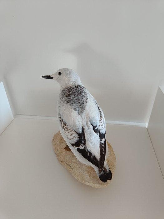 Mandts alk Taxidermie volledige montage - Cepphus grylle, Collections, Collections Animaux