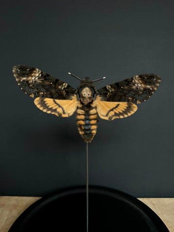 Mot Taxidermie volledige montage - Large Femelle XXL Sphinx