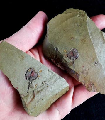 Primitieve enigmatische echinoderm!!! - Cornute -