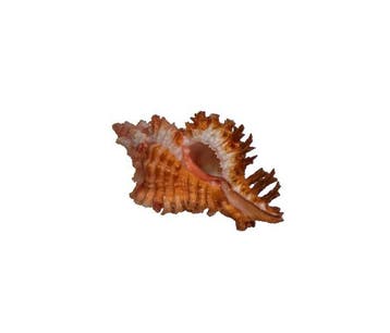 Prachtige stekelslak Chicoreus penchinati (38 mm) –