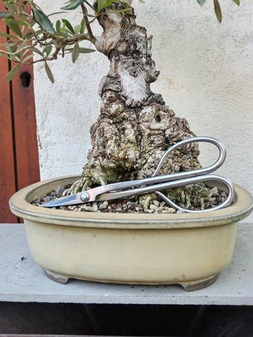 Olijf bonsai (Olea europaea) - Hoogte (boom): 35 cm - Diepte, Antiquités & Art