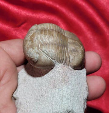 Trilobite - Squelette fossile - Illaenus incisus, Collections