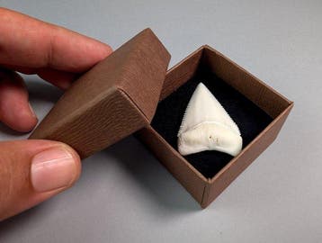Bovenste tand van de Grote Witte Haai (ALLEEN EU-bieders), Verzamelen, Nieuw