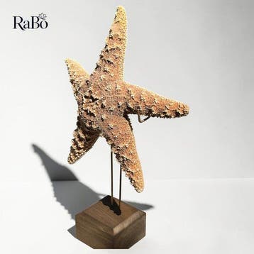 Étoile de mer Support de corps entier pour taxidermie -, Antiquités & Art, Curiosités & Brocante