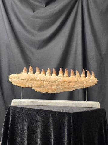 Mosasaurus - Fossiele tand - Mosasaur jaw from Morocco with, Verzamelen