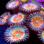 Zoanthus Seduction Frag (2-3 polypen), Animaux & Accessoires, Animaux Autre