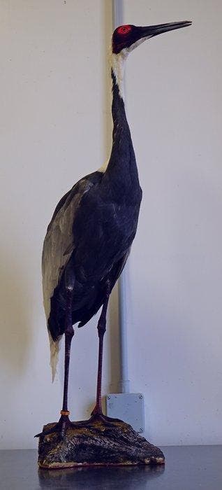 Gru Nucabianca Taxidermie volledige montage - Grus vipio