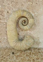 Ammoniet - Gefossiliseerd dier - 30 cm - 19 cm
