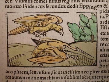 Sebastian Münster (1489–1552) - Cosmographia Universalis -