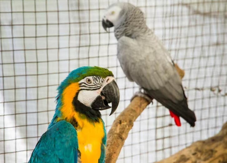 Garde d’Animaux, Pet Sitter, Trouvez une Personne de Confi, Services & Professionnels, Animaux | Autre | Soins, Garde & Dressage