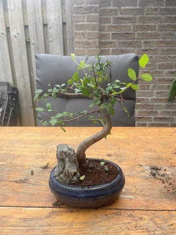Bonsaï Orme de Chine (Ulmus parviflora) - Hauteur (arbre) :