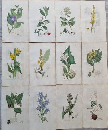James Edward Smith / James Sowerby - Lot. of 24 sheets -