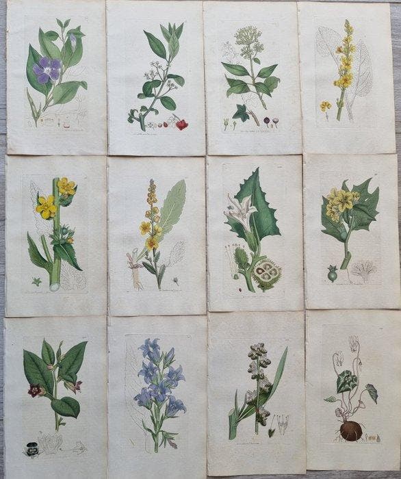 James Edward Smith / James Sowerby - Lot. of 24 sheets -, Antiek en Kunst, Antiek | Boeken en Manuscripten