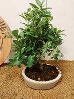 Vuurdoorn bonsai (Pyracantha) - Hoogte (boom): 30 cm -