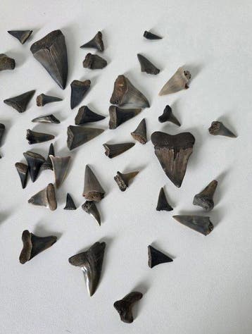 49 dents de requins fossiles probablement de Cretoxyrhina