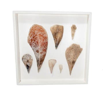 Stekschelpen  wandbeeld  Taxidermie wandmontage -, Nieuw