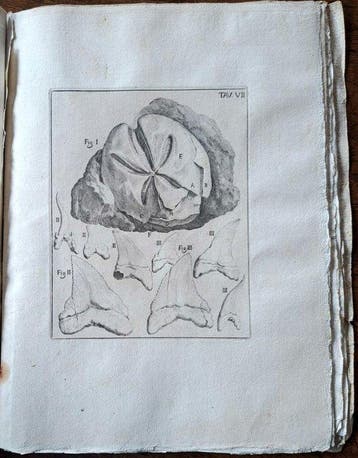 Agostino SCILLA - De corporibus marinis. - A milestonie in