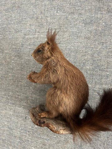 Red Squirrel - Taxidermie volledige montage - Sciurus, Verzamelen, Nieuw